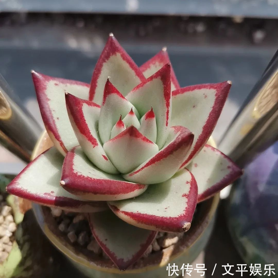 一组逆袭成功的多肉给它时间,它就会给你好看!