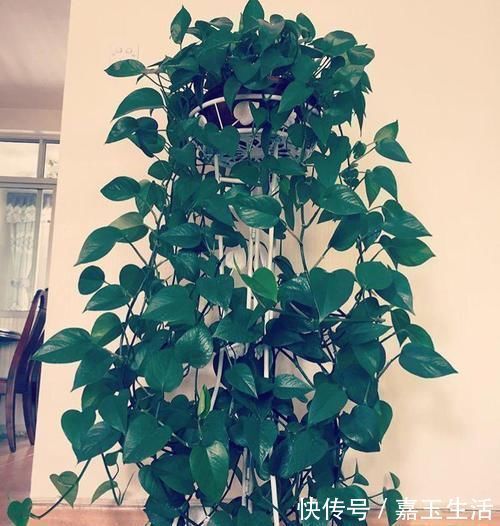过期的3种“药片”千万别扔,养花都是“宝”,邻居后悔知道晚