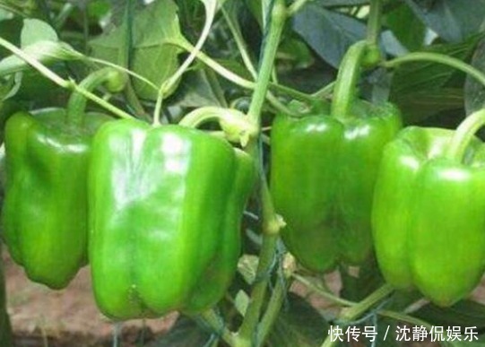 皮肤|女人想要不显老,三种食物要多吃,滋润皮肤,皮肤越来越细腻