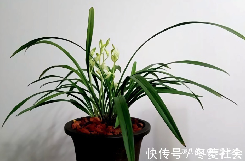 施肥|新手养兰花,4个误区别犯,不然好心办坏事,等着收空盆