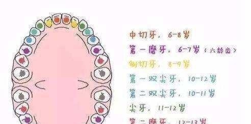 乳牙早萌|孩子乳牙迟迟不掉,大多因为食物太精细,换牙期孩子要多咀嚼!