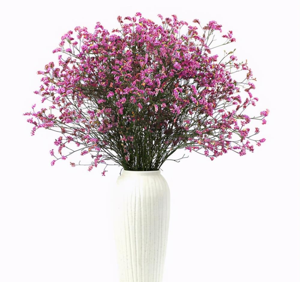 5种“网红”年宵花,个个都“吉祥”,寓意好颜值高,快去摆一盆