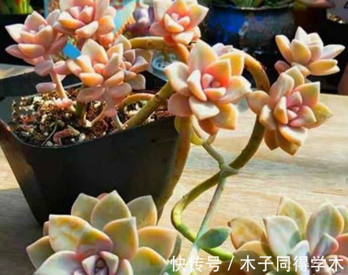 光照|新手养盆多肉淡雪,3个动作养出漂亮桃心,容易爆盆长成小老桩
