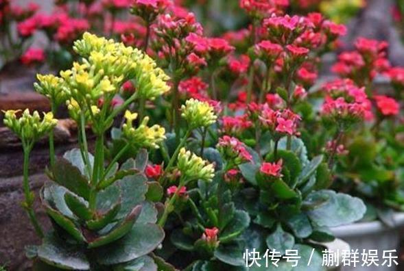 长寿花开花少,就浇“2种水”,侧芽冒不停,开花开满盆