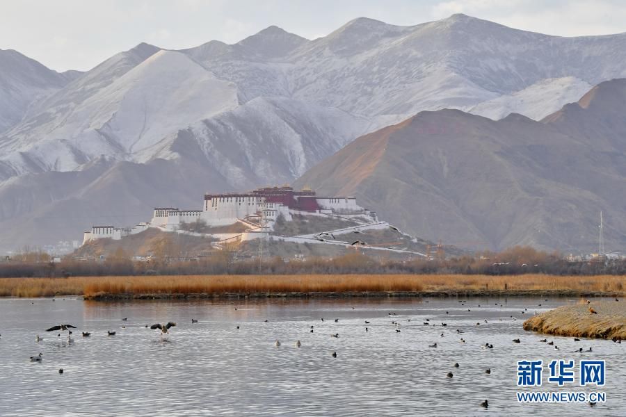 拉鲁湿地 鸟的乐园