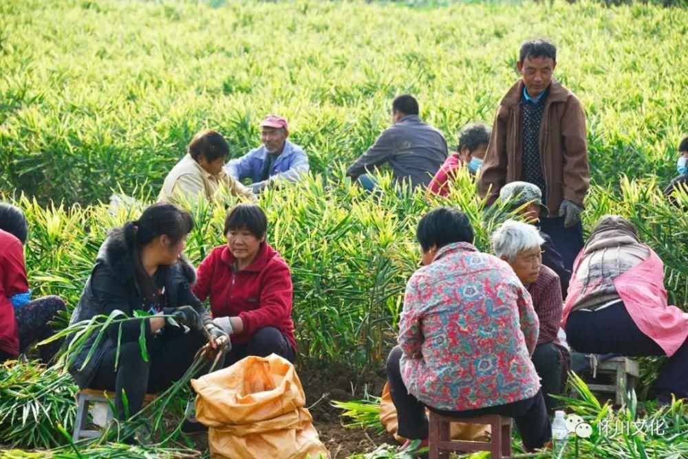 城村|博爱下期城村千人聚集抢生姜！