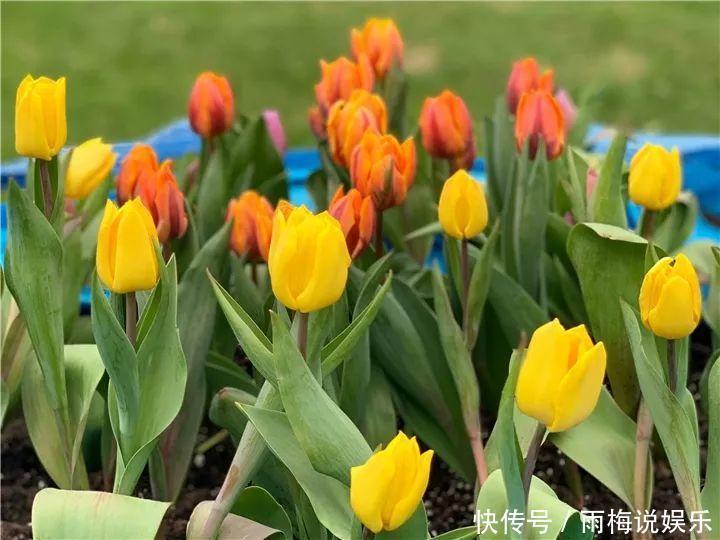 木槿|急性子养的6种花,长的快、爆花多,1盆能开大半年!