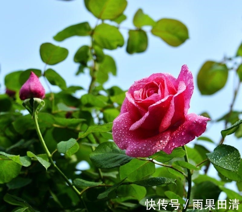 病虫害|月季花怎么养不生病虫害?一养二防,长的旺开的美!