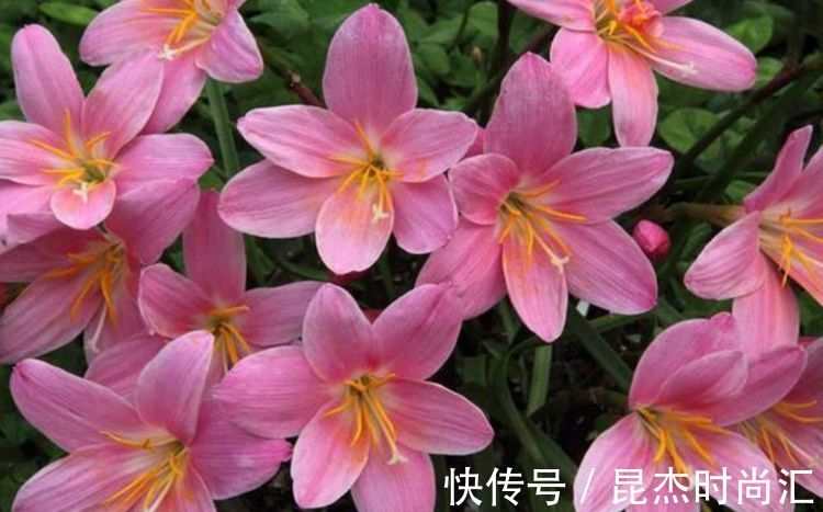 阳台|阳台上种养这5款花,四季花开,可贱养不矫情,一言不合花开爆盆