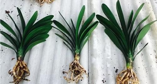 君子兰养殖技巧有哪些？