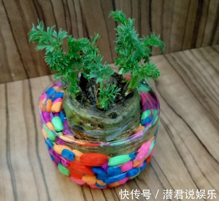 油菜|秋天也能种点小菜,撒把种子,一茬一茬割不完!