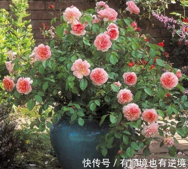 月季花杜鹃花栀子花总是养不活教你一招，连开3个月！