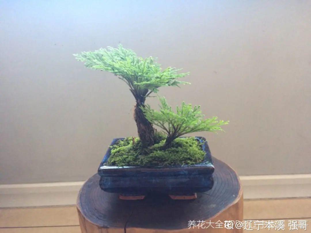 10种“养不死”的花,绿萝只能排最后一名,养死3种以上的举手