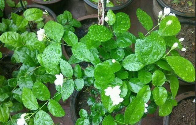 花多叶绿开满枝|茉莉花盆里放一点“料”,一月后,花苞嫩叶直冒,花多叶绿开满枝