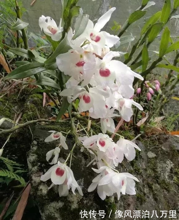 花姿|6种兰花爱开花，一开就变成“花瀑布”，太美了！