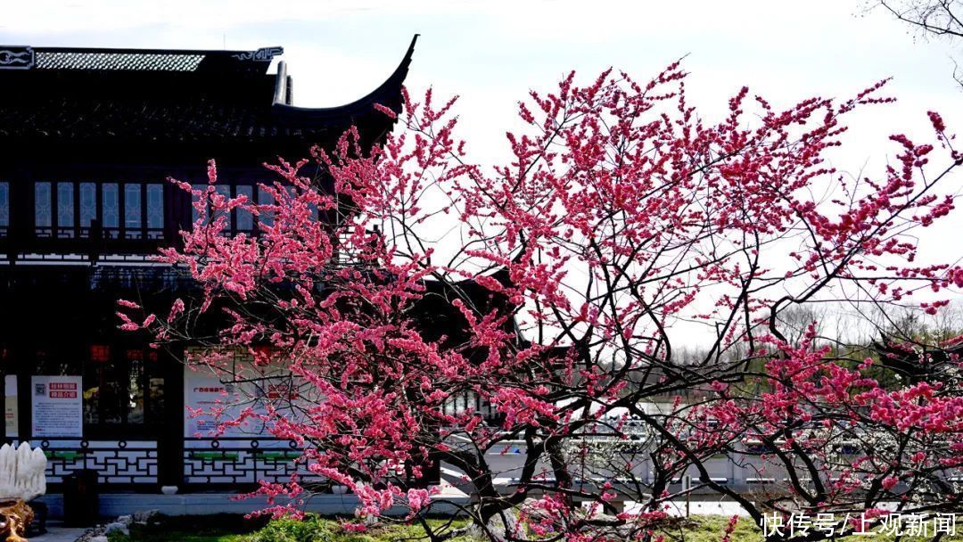 美哉！“东方美谷”第八届上海梅花节，4万株梅花在海湾国家森林公园等你来寻