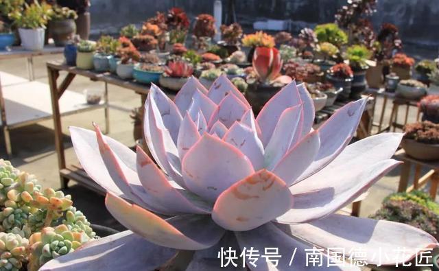 巧克力色|新手选这些“普货”多肉来养,好养又省心,养出状态来也很漂亮