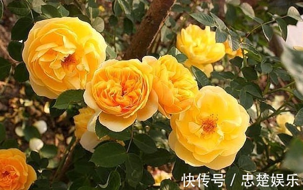 让月季成为开花机器,少不了这些操作,可说是养月季的“神助攻”