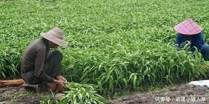 营养均衡|空心菜是“毒中之王”? 含有大量重金属? 医生的回答一目了然!