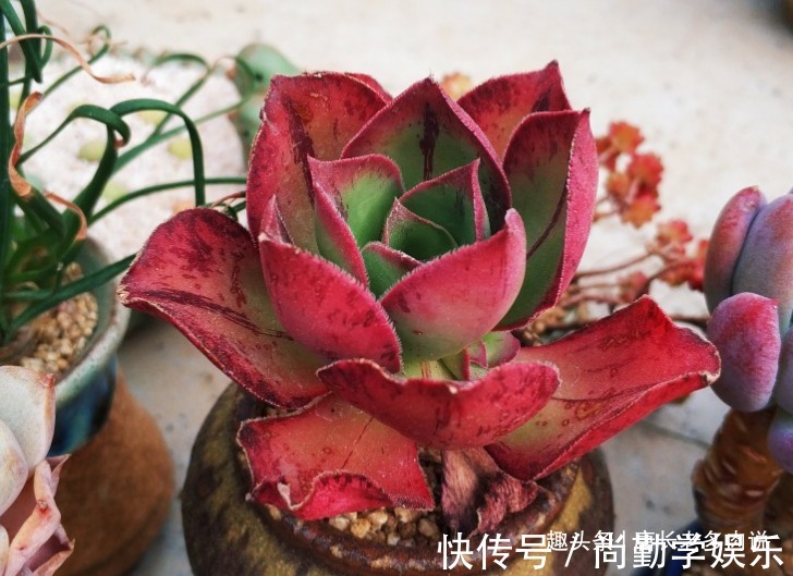 法师|多肉红富士法师,出状态时那一抹红色的娇艳是否会将你彻底迷倒