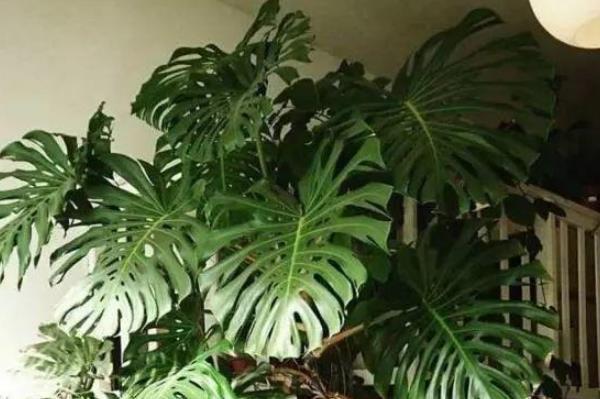 种绿植|最爱吸“二手烟”的4种绿植,家里摆一盆,能让你多活几年