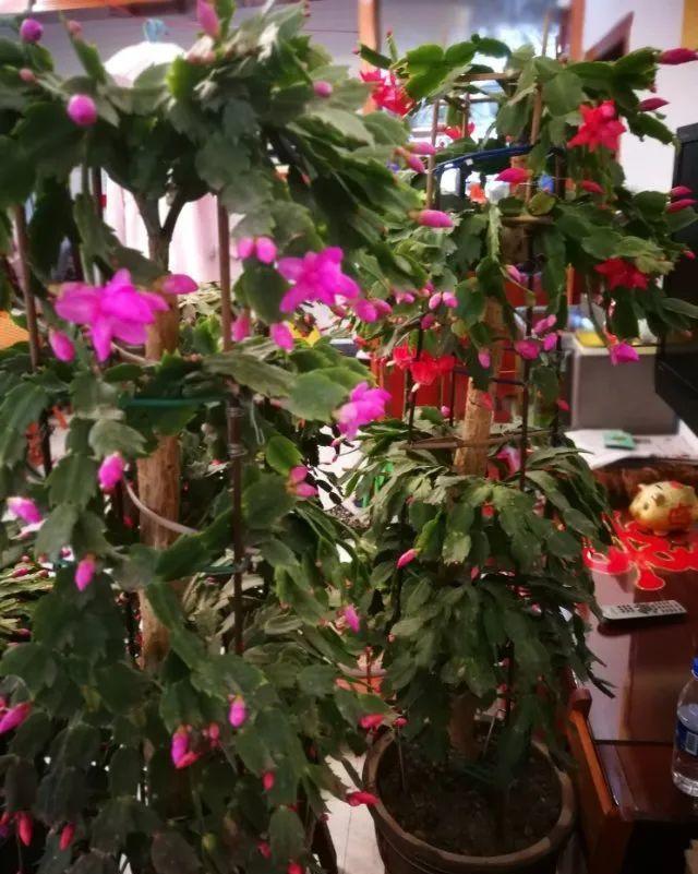 最小的盆,养最牛的花,还能开爆盆,真牛!