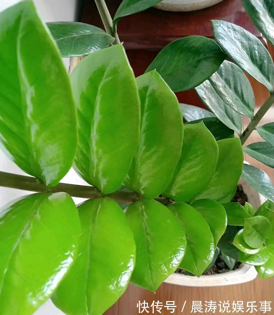 8种“吉祥花”,客厅养一盆,高贵又大气,养人又“旺家”