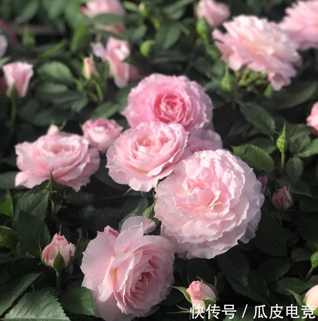 养一盆这种月季,一年爆花几次,又香又美,花朵大花色也漂亮