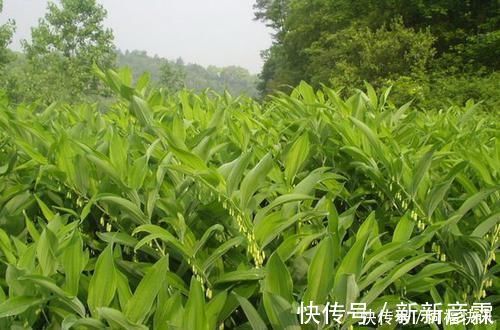 养生茶|它被当做待客的“上等珍品”，唐代皇帝为了得到它，曾御驾亲征