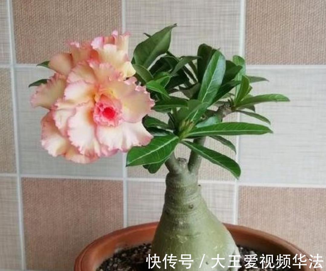 浇水|秋季怎么养殖沙漠玫瑰狠心做好4件事，开花多又漂亮