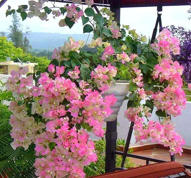 想让三角梅疯狂的开花,要切记一点,不然施肥、控水也不行