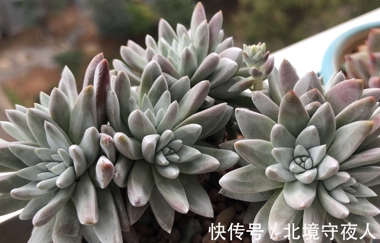 入手了白菊多肉不知道用什么花盆栽种?建议优先选择这三种花盆