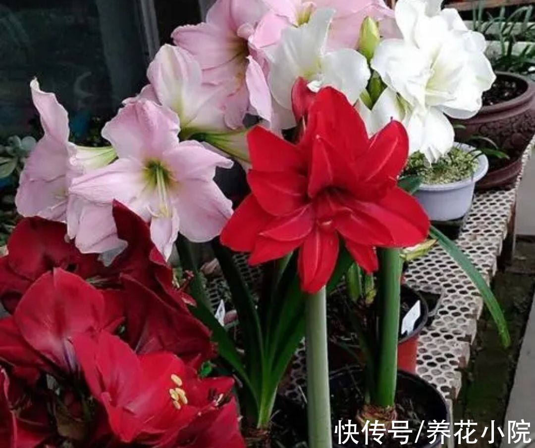 7种“懒人花”,养起来省心,开花还漂亮