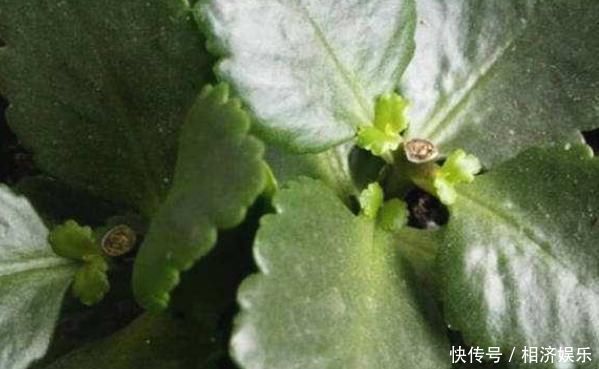 蟹爪兰|家中有这两种花的注意，之前没剪的现在可以果断剪，不然就太晚