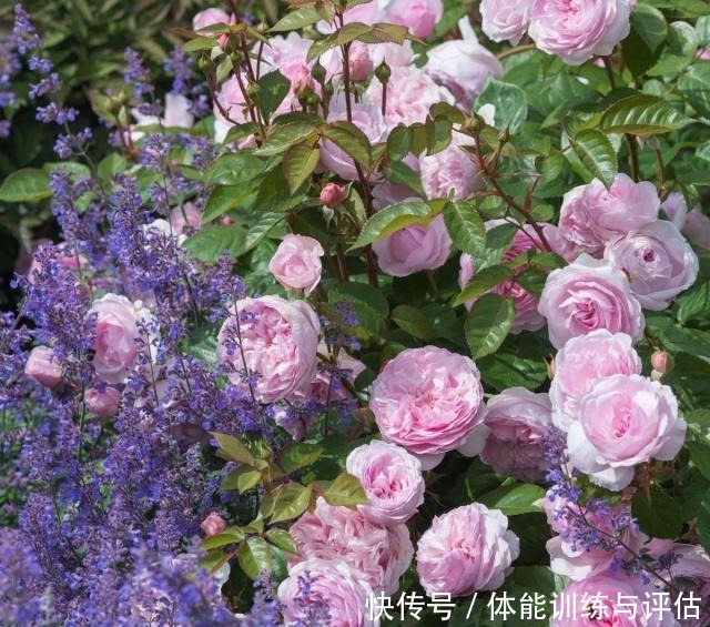 如何让月季弱苗在春天满血复活让你的月季抓住春风长成壮苗吧！