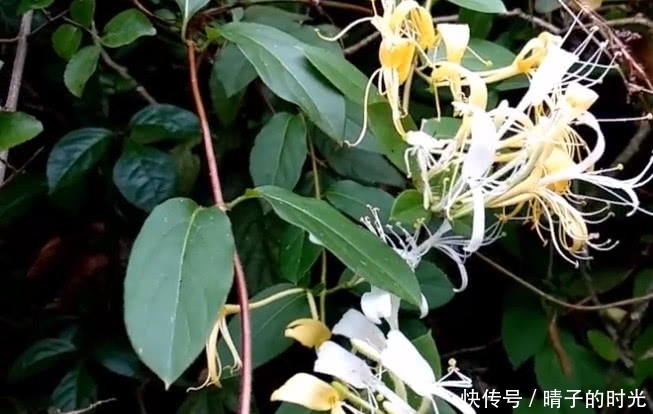 一种野草花开价值便高,是一味天然好药材,见着还请珍惜摘回家