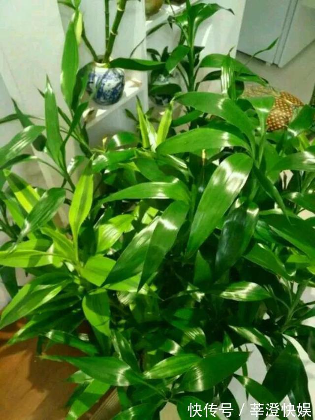 富贵竹咋养都黄叶浇水加点料,绿叶嗖嗖冒,养的节节高!