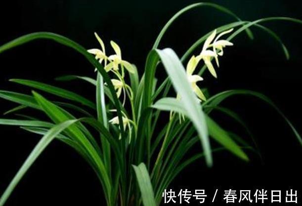 兰花|栽培兰花的松针土如何制作