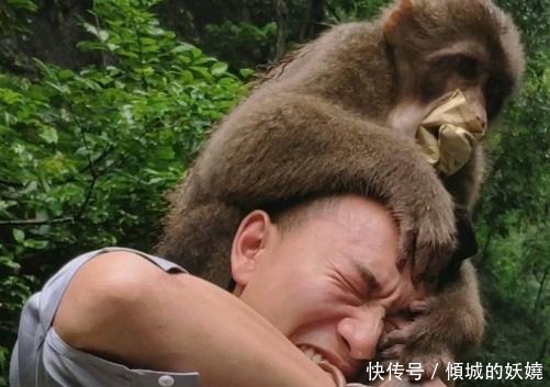 木棍|峨眉山的猴子“成精”了，天天欺负上山的游客，唯独怕一物