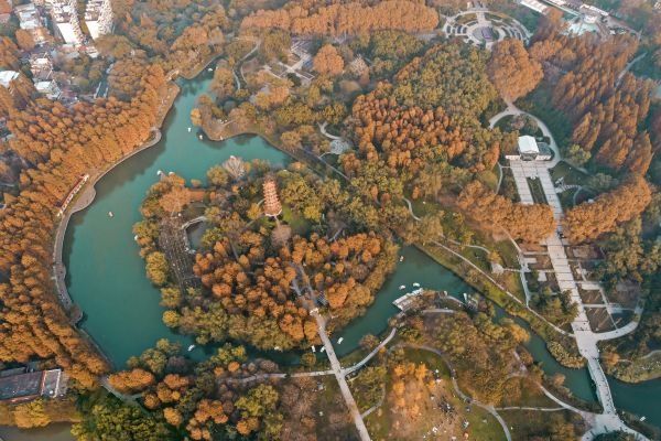 秋色|粉黛浪漫、芙蓉温柔，去公园追一场绝美秋色