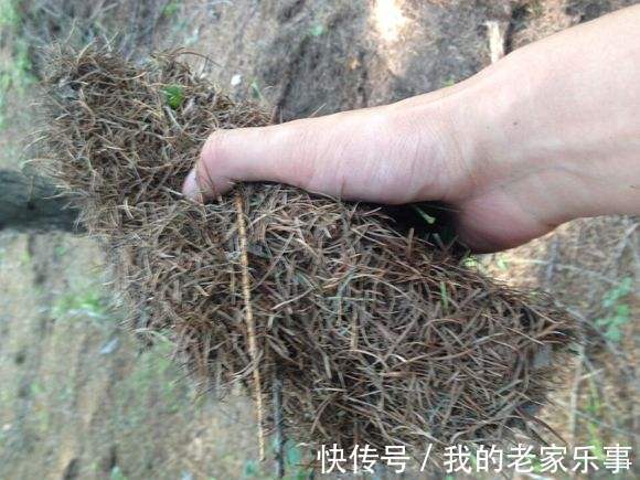 丢了腐叶土吧,捡“3种料”,掺和一起,就是养花万能土