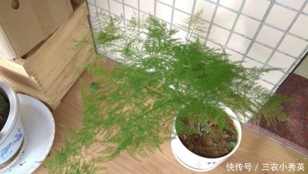 四季|文竹这样养, 枝叶翠绿, 四季常青!