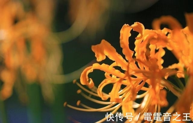 不一样花色的“彼岸花”,秋高气爽种植正佳,花期长花姿美