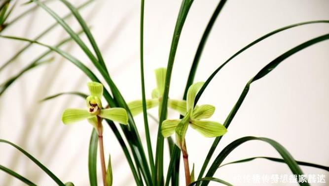 20年的养花经验,告诉你4个绝技,保证养花不死