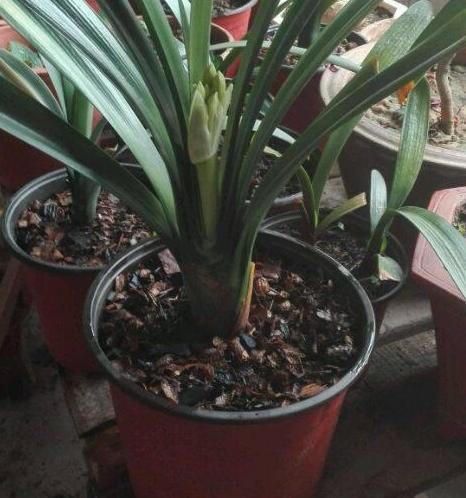 如何养殖君子兰，侧芽蹭蹭往外冒施肥用它们，盆栽新芽窜不停