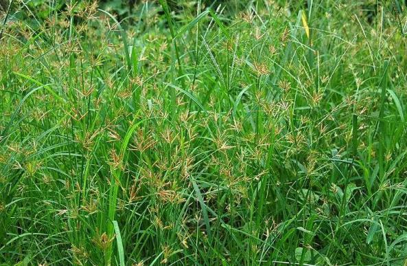 止痛|别当杂草除掉了!如今是珍贵野生草药,对女性用处极大!