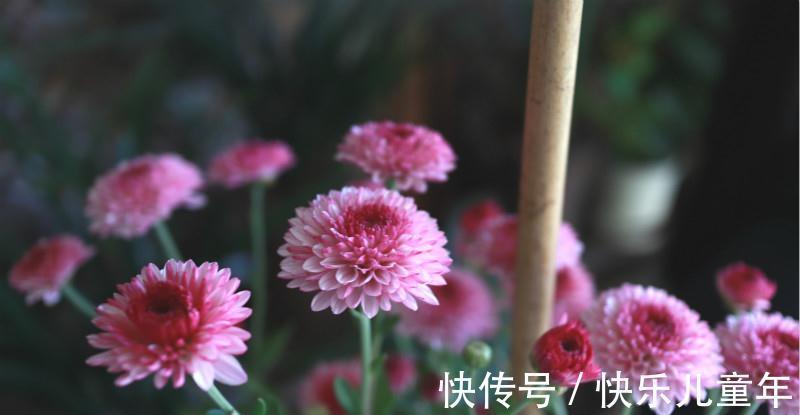 爆盆|此种花,养在防盗窗也能爆盆,现在正是它的主场