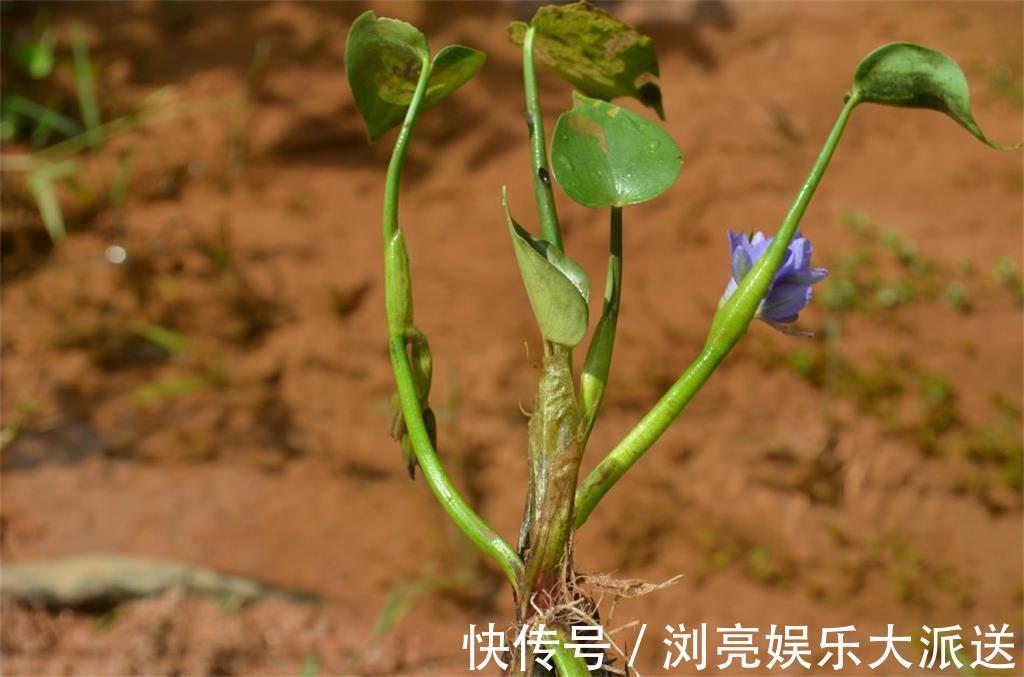 水田|水田边的一种“竹叶”，过去常用来喂猪，营养好，如今成稀罕野菜