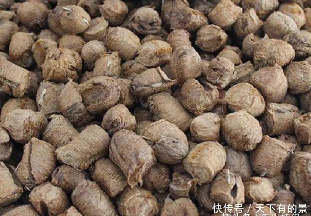 生长在桑树上的“疙瘩”农村小孩都拿来泡水喝,如今一斤120元