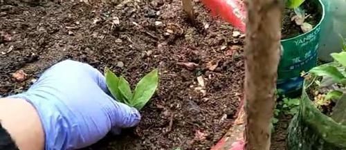 扦插杜鹃花，不用枝，掐个芽，插入矿泉水瓶中猛发芽